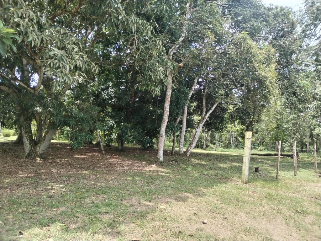 Se vende finca en El Nazareno de La Chorrera / 8 has