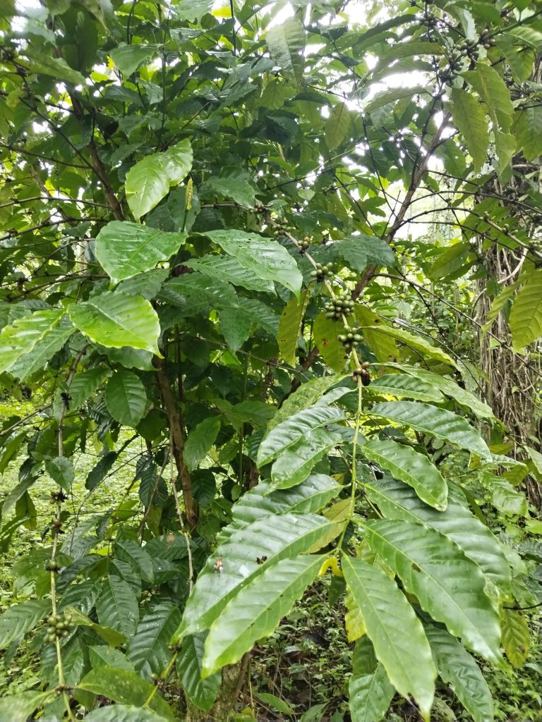 Se vende finca cafetera en Caimito Abajo de Capira / 51/2 has